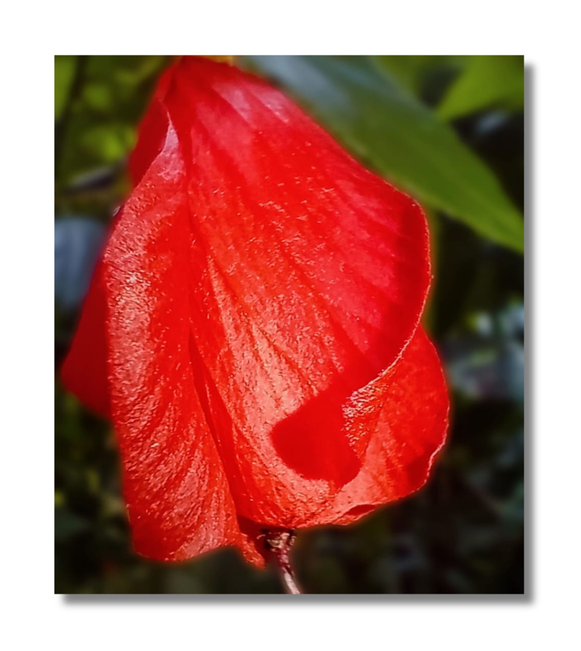 Untitled nature