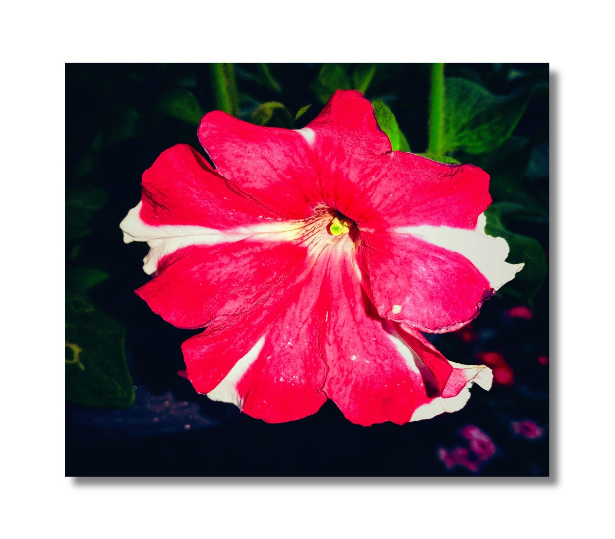 Untitled nature