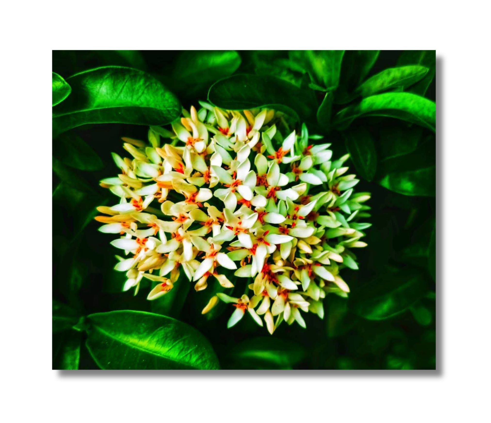 Untitled nature