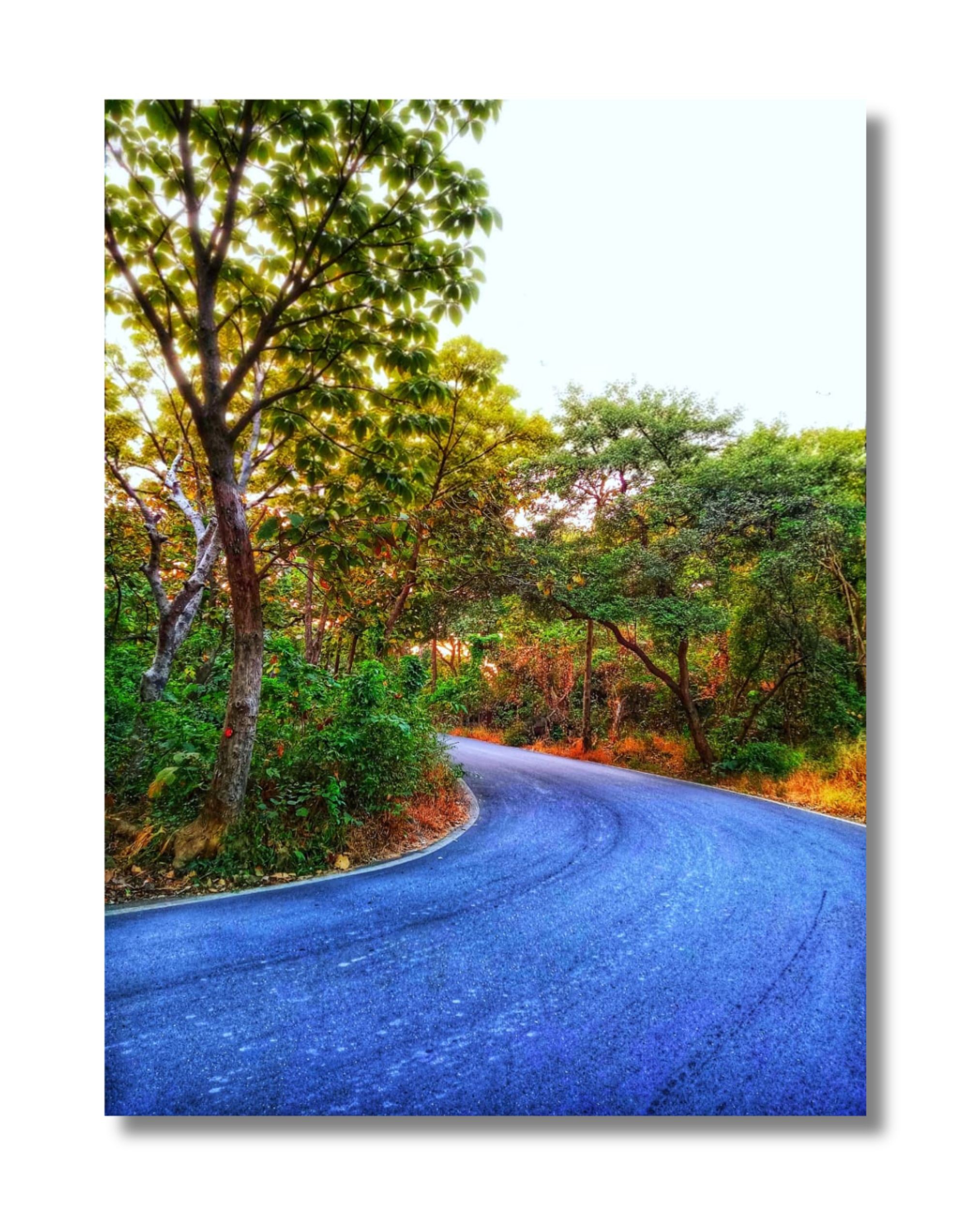 Untitled nature