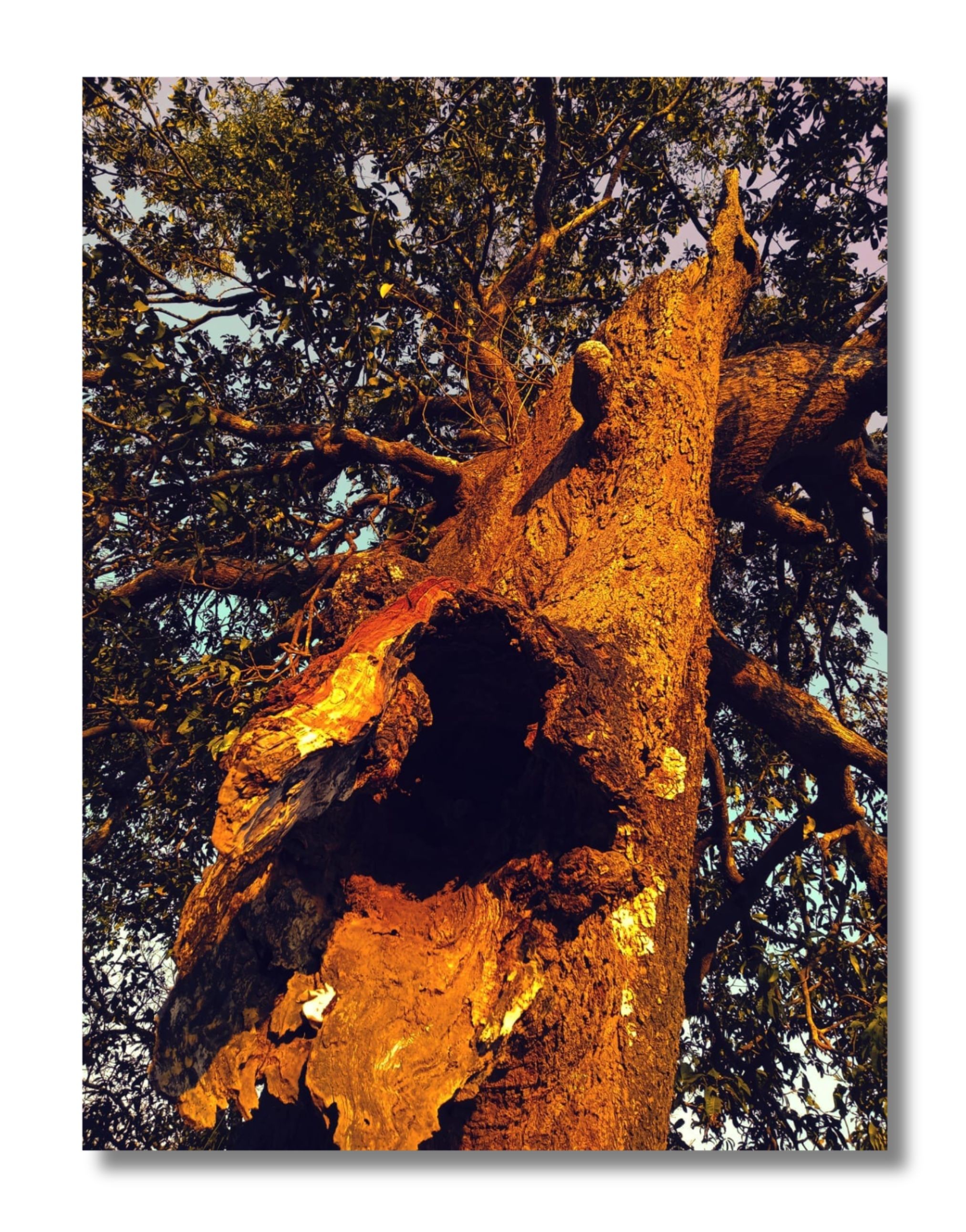 Untitled nature