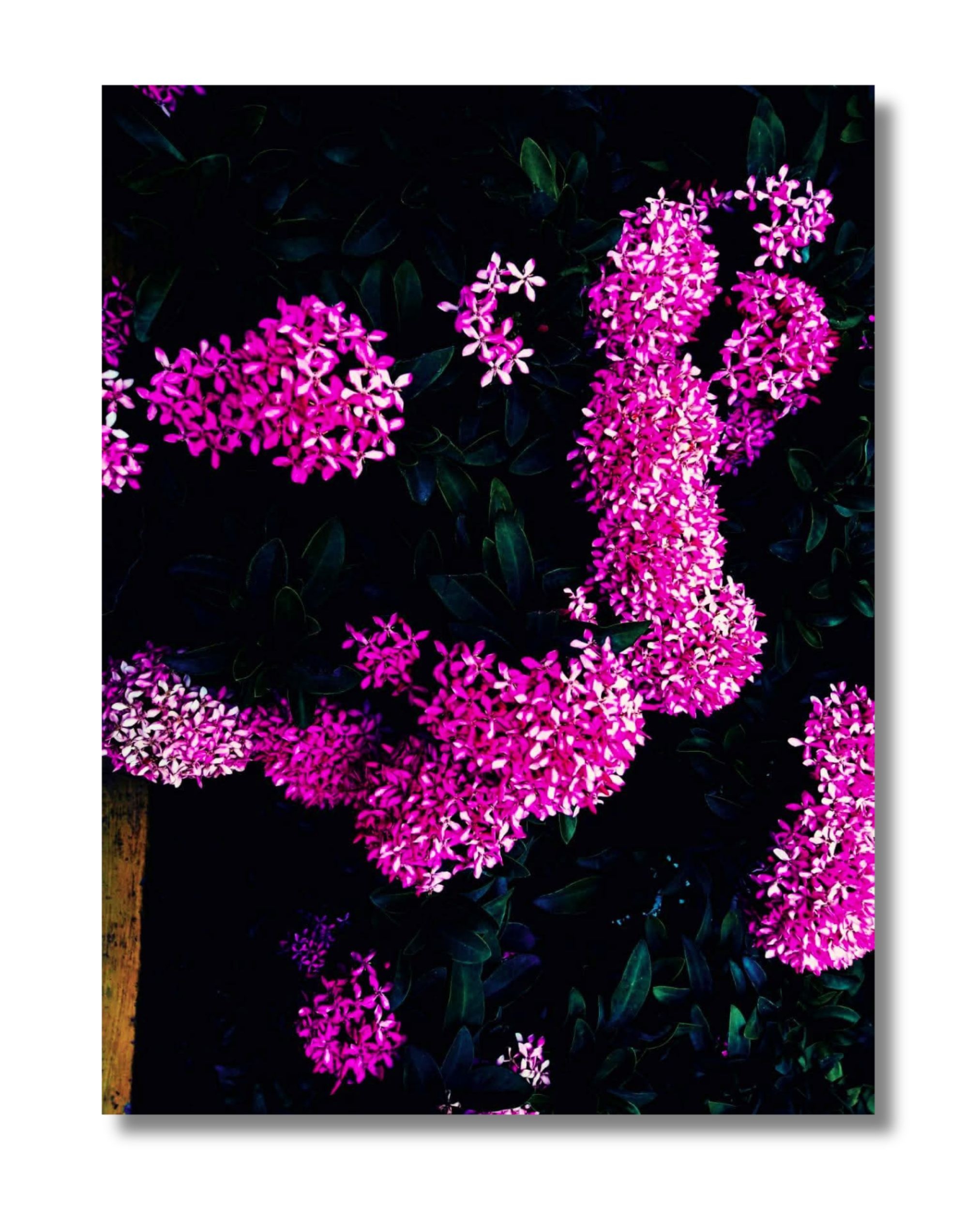 Untitled nature